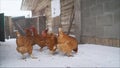 Chickens In Winter. Brown Chickens On The Farm In Winter