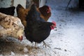 Chickens on winter porch Royalty Free Stock Photo