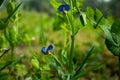 Chickling Pea flower or Lathyrus sativus var, Sweet Pea. Grass Pea Royalty Free Stock Photo