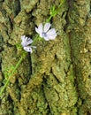 Chickory plant on very old Walnut tree bark