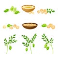 Chickpea as Annual Legume Plant with Green Stems and Proteinic Beige Peas Poured in Bowl Vector Set
