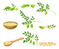 Chickpea as Annual Legume Plant with Green Stems and Proteinic Beige Peas Poured in Bowl Vector Set