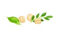 Chickpea Beige Pile with Green Pod as Annual Legume Plant Vector Illustration