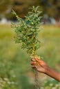 Chickpea or ChanaCicer arietinum plant