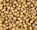 Chickpea, cicer arietinum Royalty Free Stock Photo