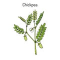 Chickpea Cicer arietinum , or bengal gram, garbanzo bean, egyptian pea