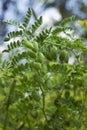 Chickpea Cicer arietinum - leguminous legume plant grows in the garden. Green pods, useful plant. Background