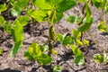 Chickpea crop field