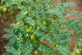 Chickpea crop field