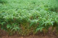 Chickpea crop field