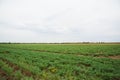 Chickpea crop field