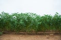 Chickpea crop field