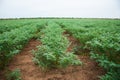 Chickpea crop field