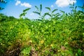 Chickpea crop field