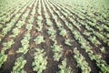 Chickpea crop field