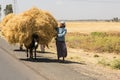 Chickpea farmer transporting their goods by donkey