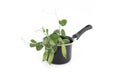 Chickpea with fresh plant with pods in a pot