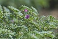 Chickpea Gram Crop and Flower