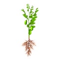 Chickpea plant Royalty Free Stock Photo