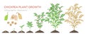 Chickpea plant growth stages infographic elements. Growing process of chickpeas from seeds, sprout to mature plant