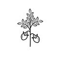 Chickpea plant leaf and bean black outline vector illustration Royalty Free Stock Photo