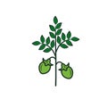 Chickpea plant leaf and bean vector illustration