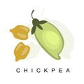 Chickpea Pod, Infographic Illustration With Realistic Pod-Bearing Legumes Plant And Its Name