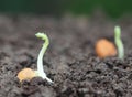 Chickpea seedling Royalty Free Stock Photo