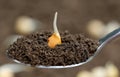 Chickpea seedling Royalty Free Stock Photo