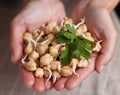 Chickpea sprouts Royalty Free Stock Photo