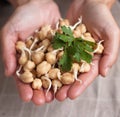Chickpea sprouts Royalty Free Stock Photo