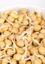 Chickpea sprouts, in a white bowl, sprouted garbanzo beans, close up