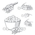 Chickpeas beans. Vector illustration