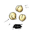 Chickpeas hand drawn vector illustration. Isolated Vegetable engraved style object.
