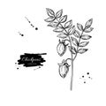 Chickpeas plant hand drawn vector illustration. Isolated Vegetable engraved style object.