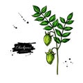 Chickpeas plant hand drawn vector illustration. Isolated Vegetable object.