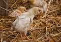 Chicks Royalty Free Stock Photo