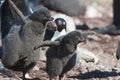 Chicks of Adelie penguins