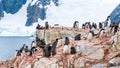 Chicks and adult Adelie penguins, and Antarctic shags on Petermann Island, Antarctic Peninsula, Antarctica