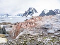 Chicks and adult Adelie penguins, and Antarctic shags on Petermann Island, Antarctic Peninsula, Antarctica