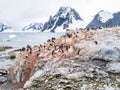 Chicks and adult Adelie penguins on Petermann Island and mount S