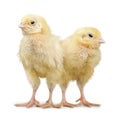 Chicks - Baby Chicken