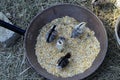 Chicks baby in corn plate