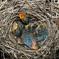 Chicks. Barred Warbler, Sylvia nisoria.