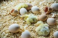 Chicks being born in incubator. Royalty Free Stock Photo