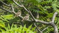 Chicks (borlaug)