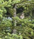 Chicks (borlaug)