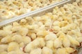 Baby chicks just coming out from Eggs. Royalty Free Stock Photo