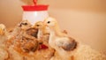 Chicks in chicken coop, sawdust litter, wooden house for chickens