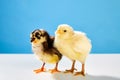 Chicks couple yellow and black on table with blue
